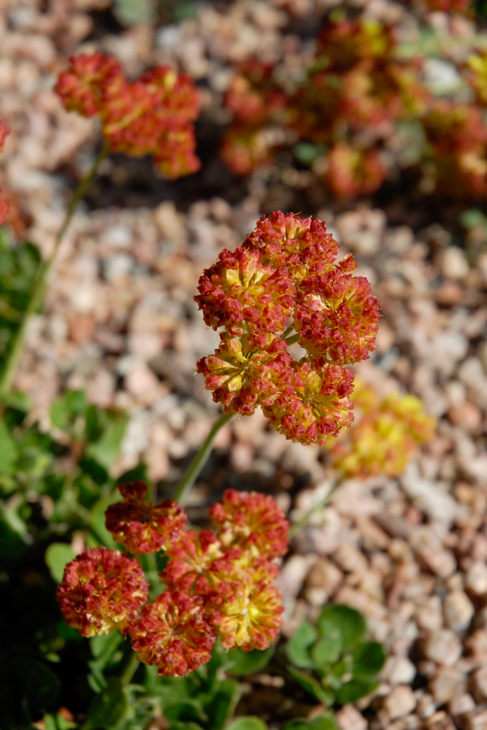 Kannah Creek Buckwheat